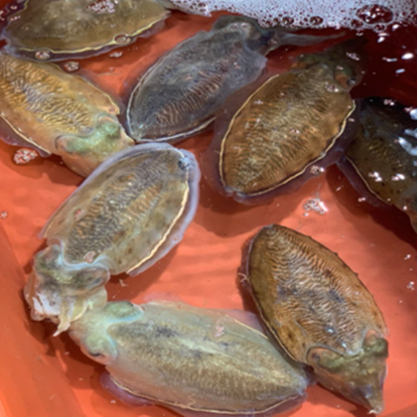국내산 손질 갑오징어 급냉 3-6미 내외 오징어회 통찜 캠핑음식